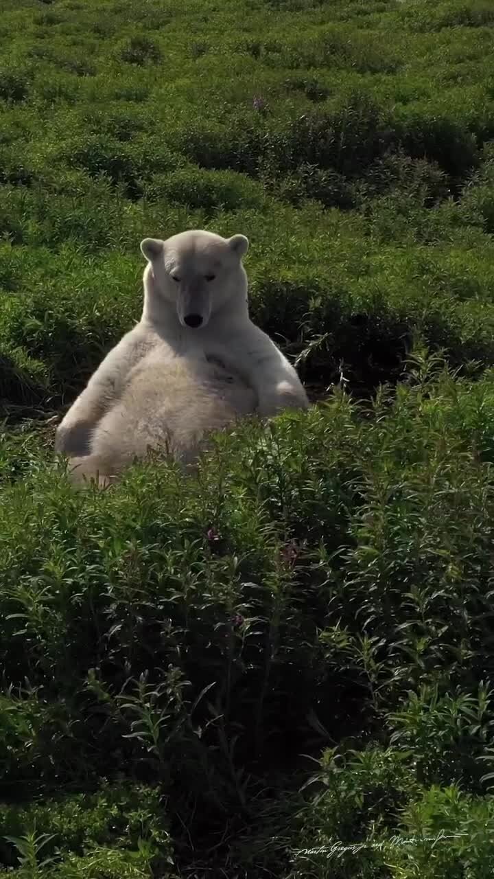 Бодрого утра)