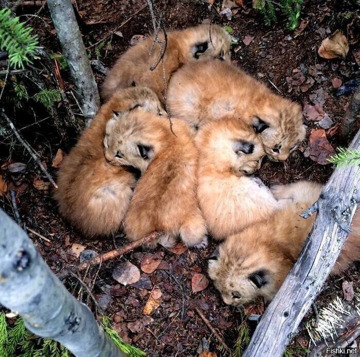 Гнездо рысят