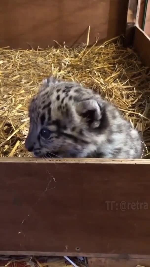 Какие звуки издают маленькие снежные барсы