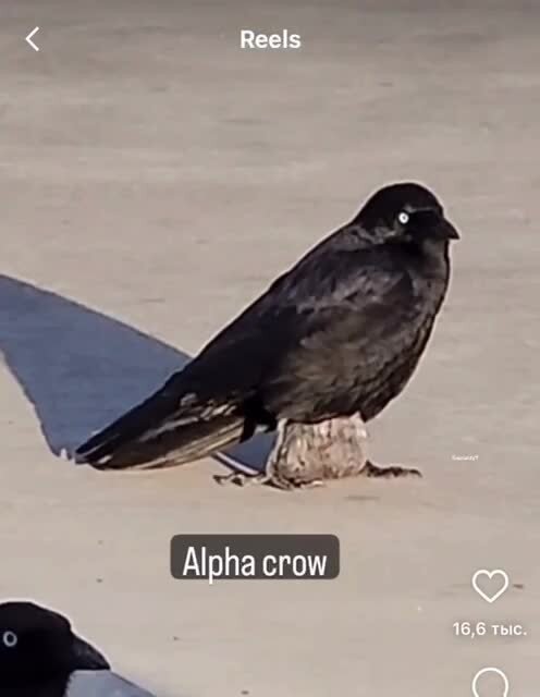 Альфа-самец