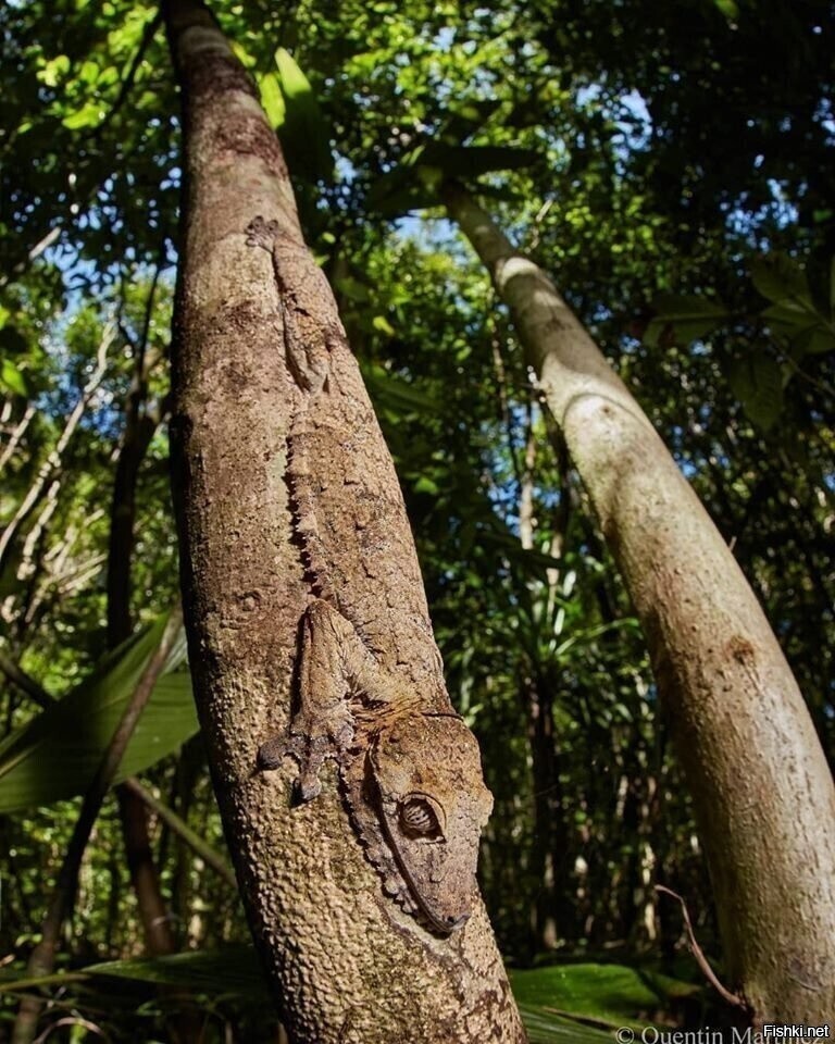 Маскировка