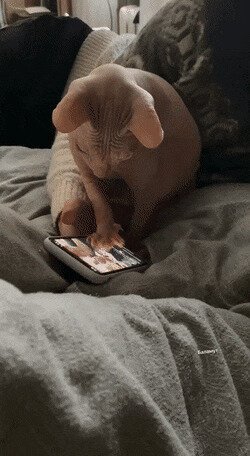 сначала обезьяны, теперь коты