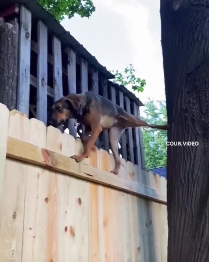 В прошлой жизни был котом)