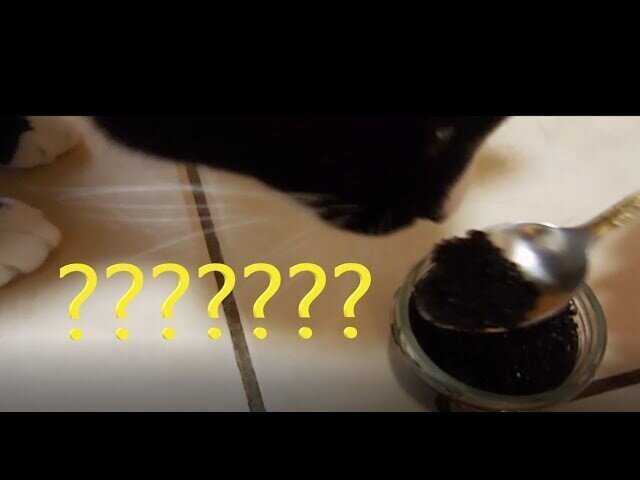 Будут ли кошки есть "черную" икру