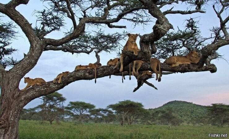 кто кого пересидит