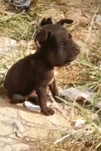 Бовфе не пойфу на пафеку игфать