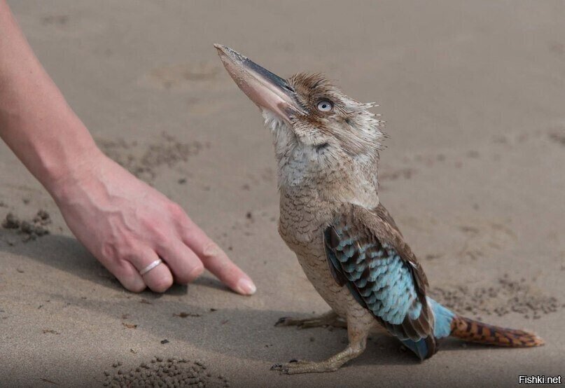 Птенец кукабары