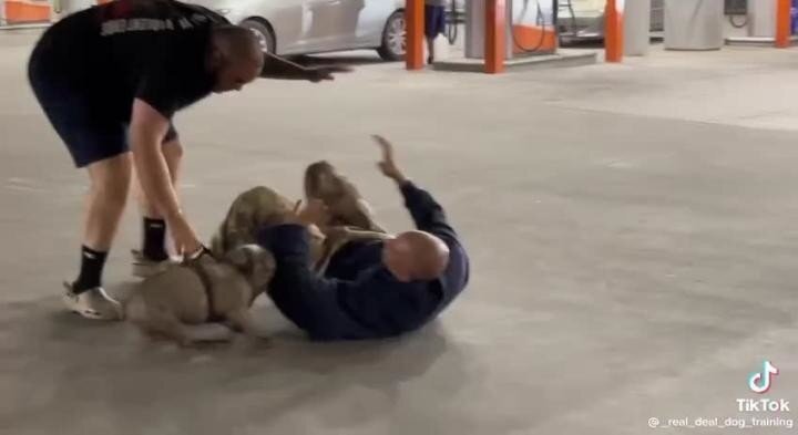 Злая и опасная собака защищает своего хозяина