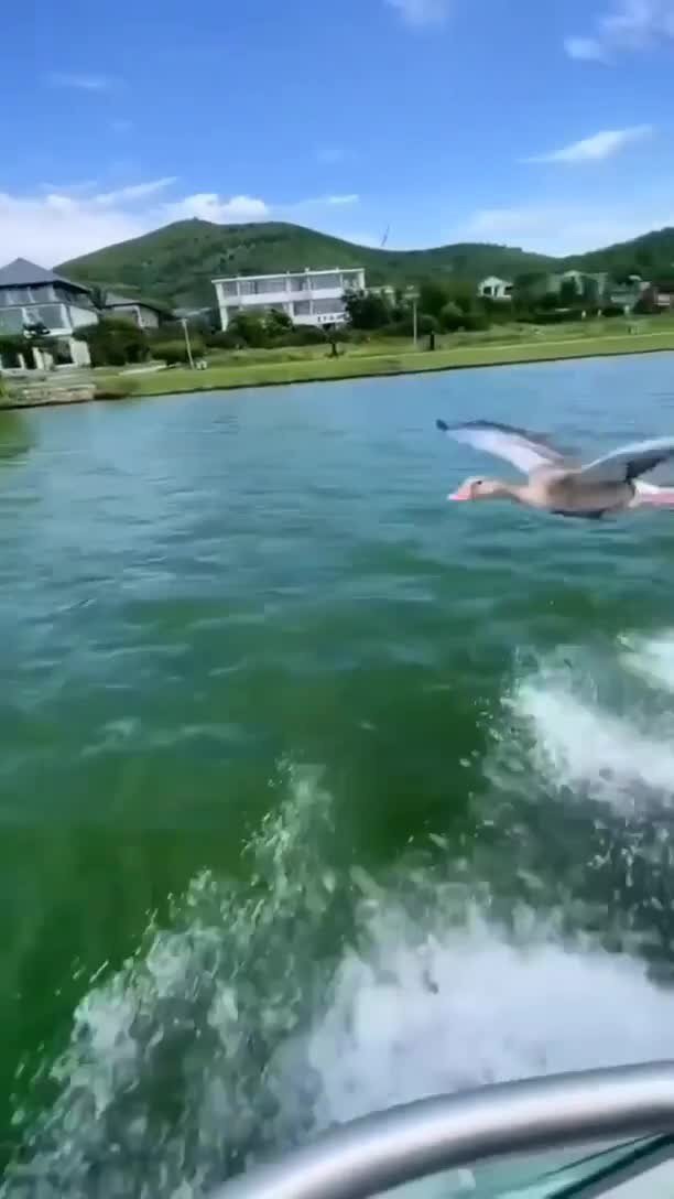 Утиный эскорт)