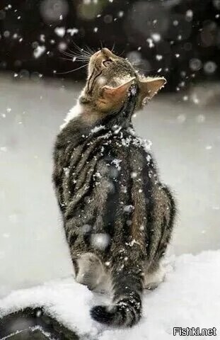 Разговор с богом