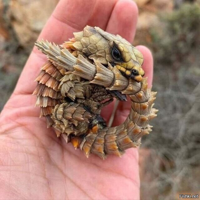 Вона, дракончика нашёл