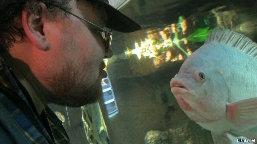 Я общаюсь с рыбой в питерском океанариуме