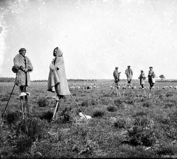 Пастухи из Гаскони использовали ходули, которые помогали им ходить по болотис...