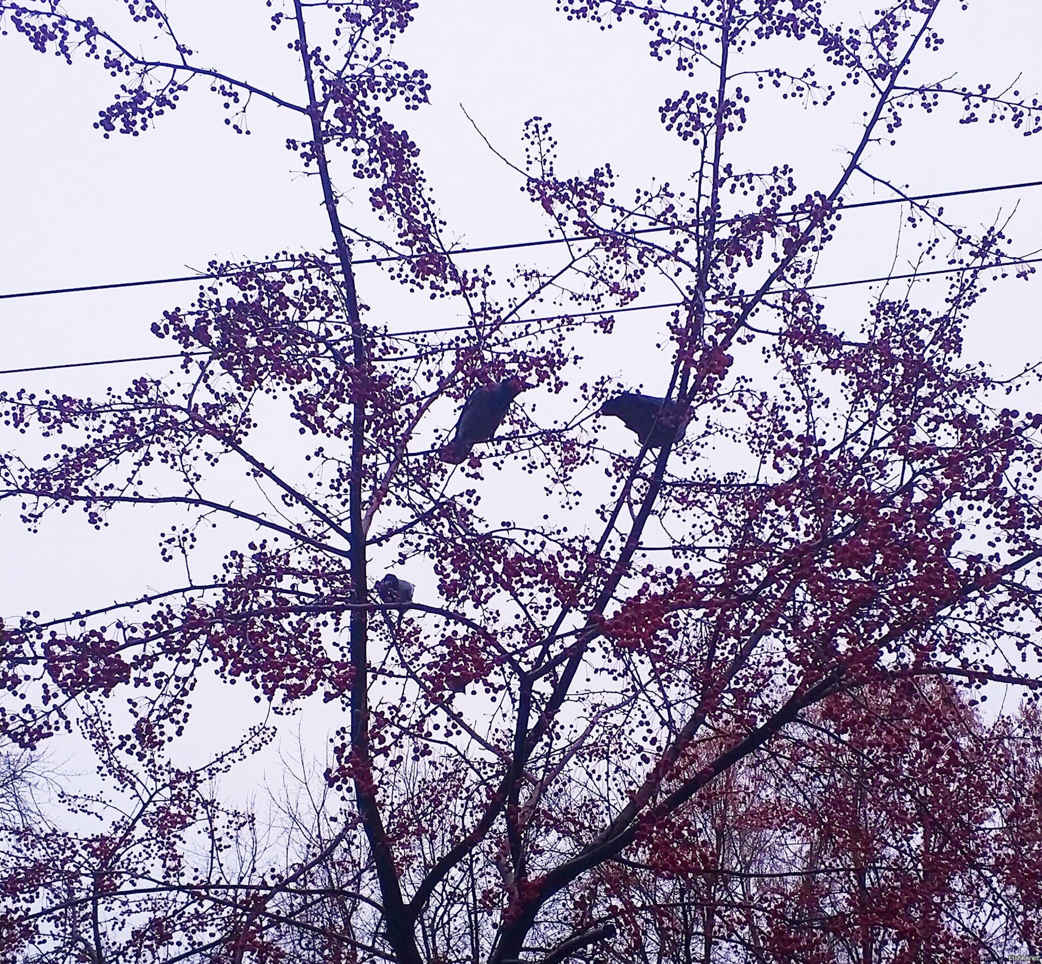 Доброе утро