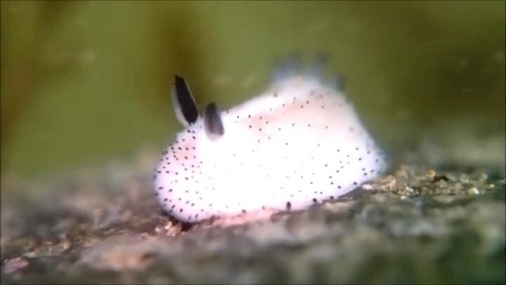 Морской Кролик