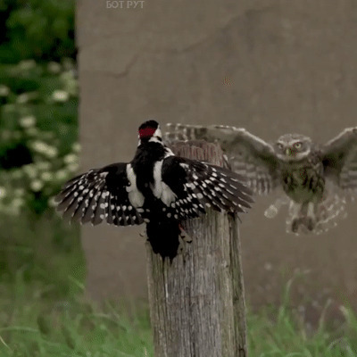 - Ну шо сосед-перфоратор