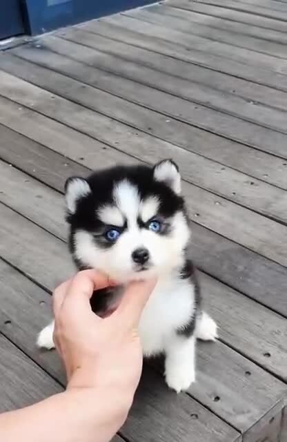 "Продукт волкосодержащий, идентичный натуральному" 