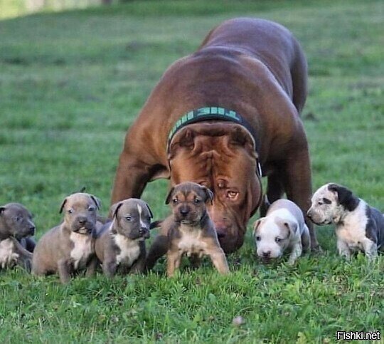 Мощная семейка