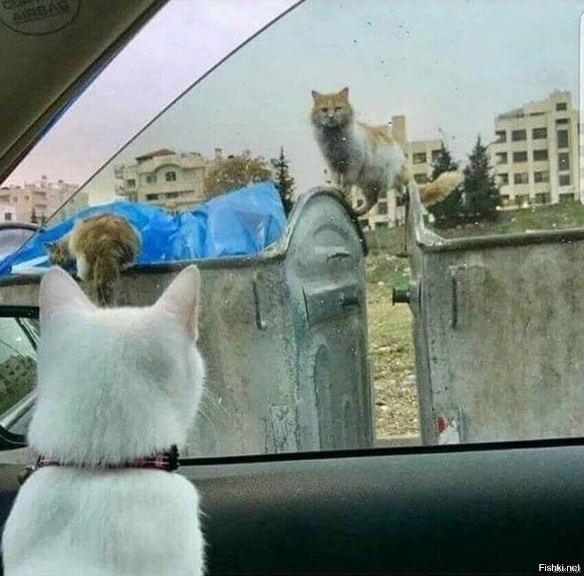 Леди и бродяга