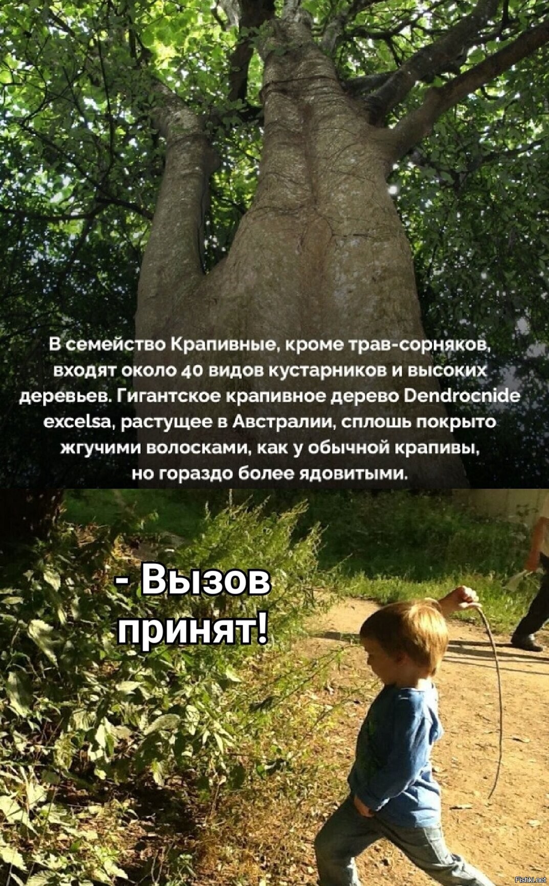 Ох уж, эта Австралия - страна чудовищ