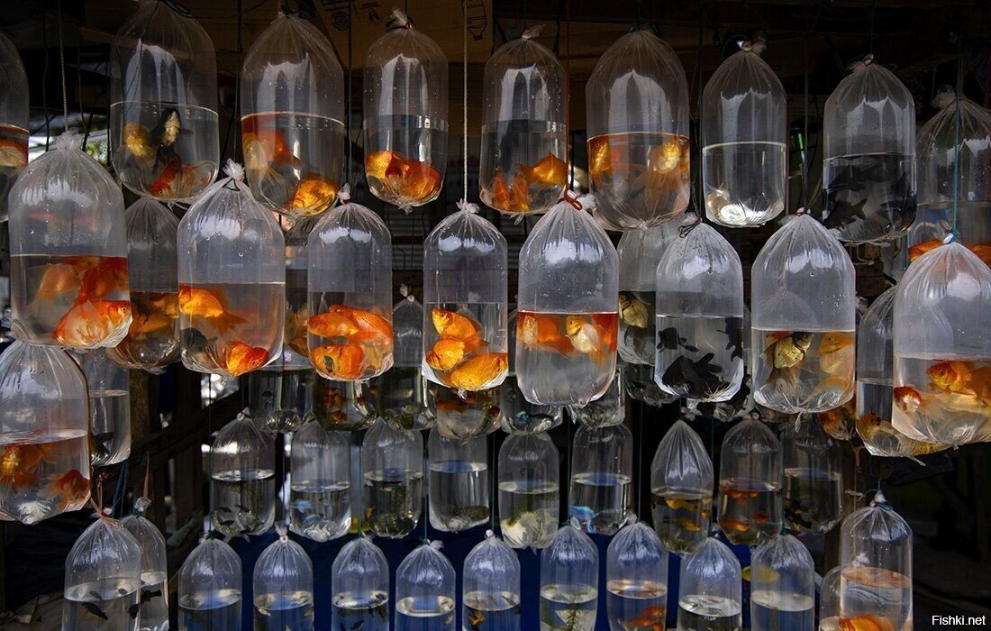 -рыбов продаёте