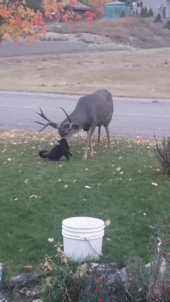 Олень победил