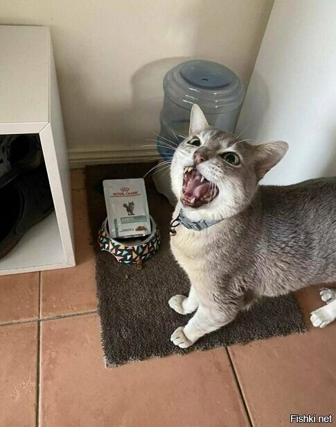 утро добрым не бывает