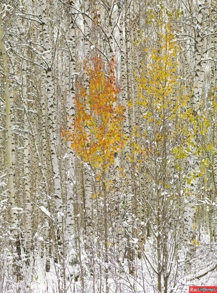 Доброе утро)