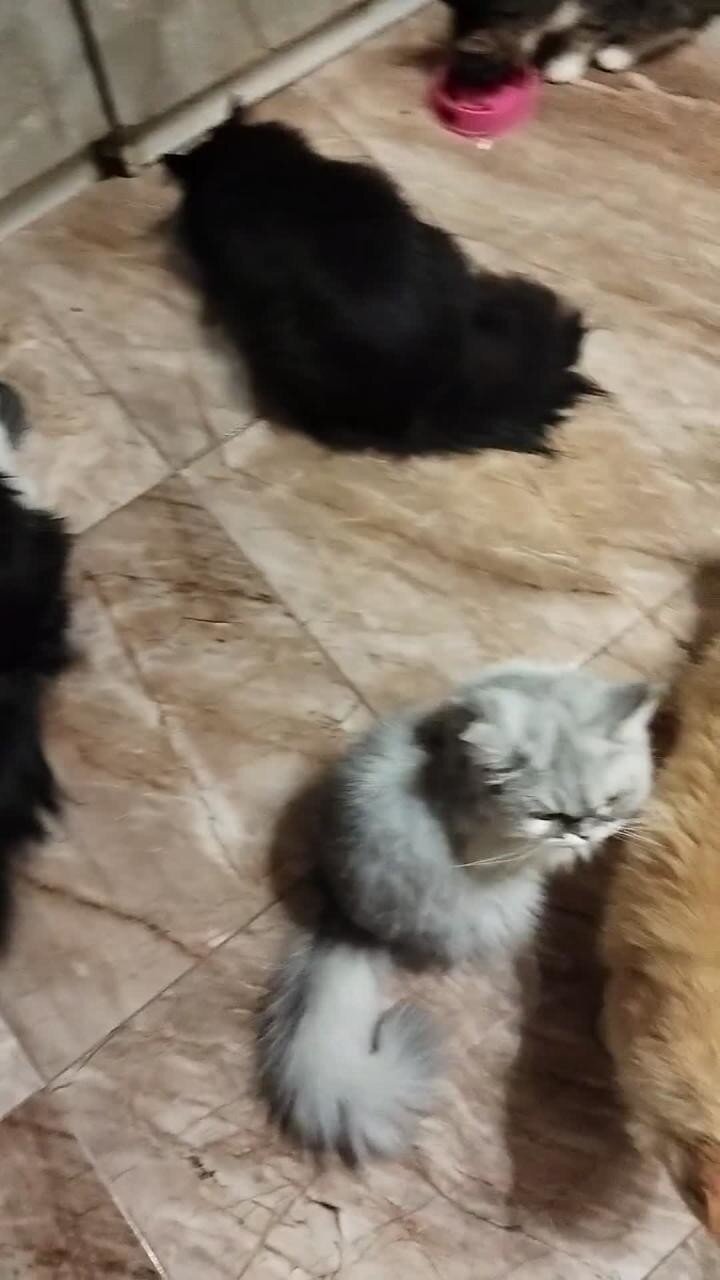 Мои любимые хвосты