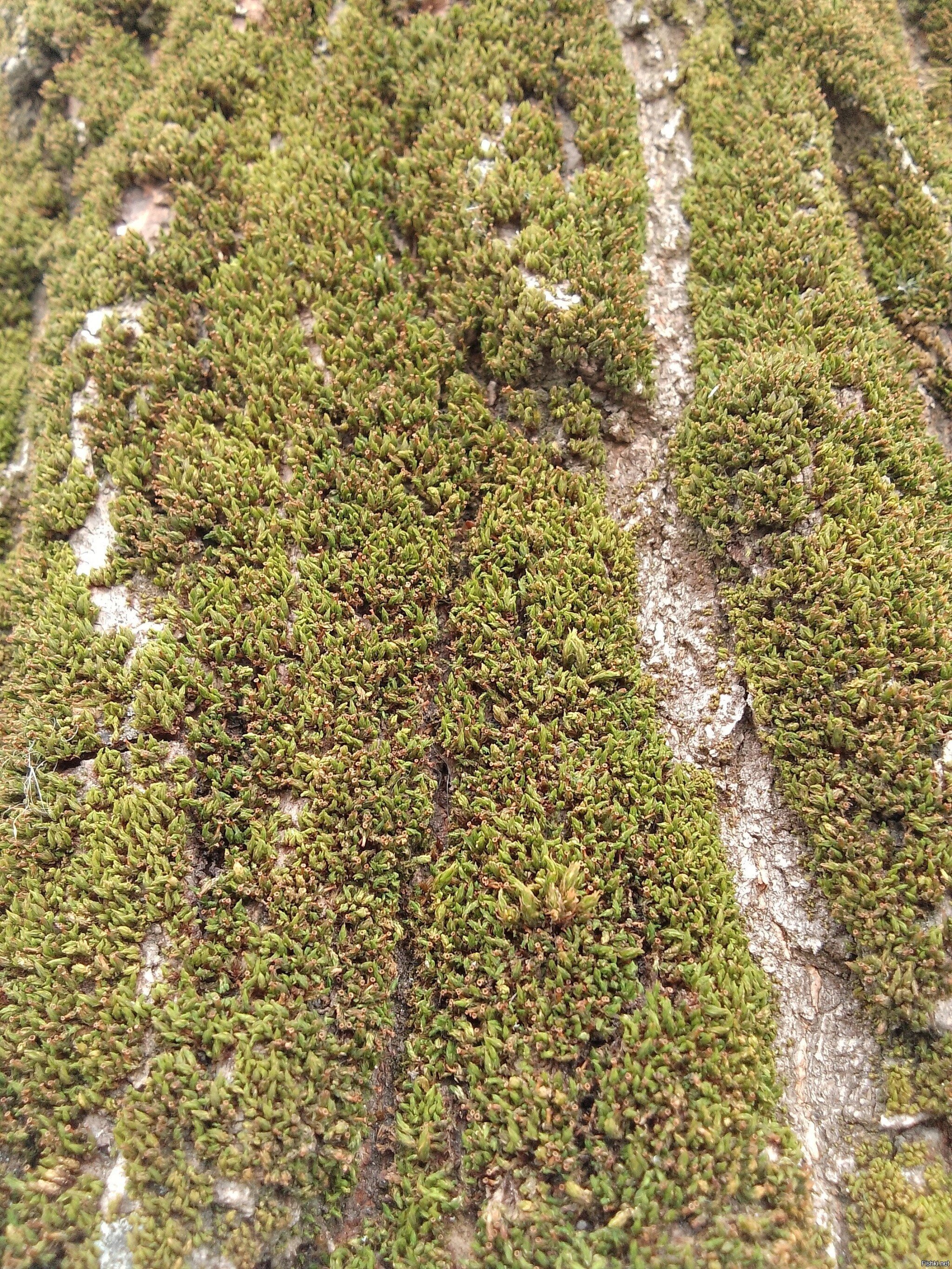 Очень нравится мох, могу подолгу рассматривать