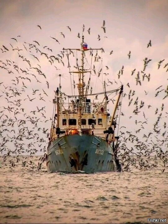 Не забывайте кормить птичек