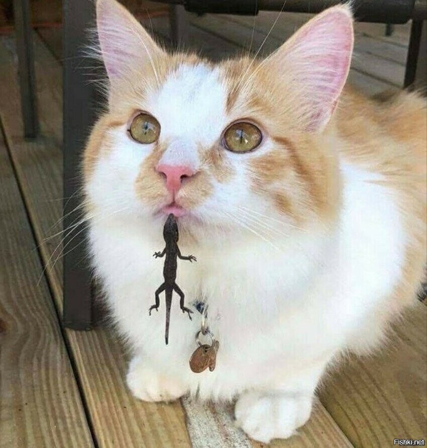 Играл с ящеркой, результат не понятен