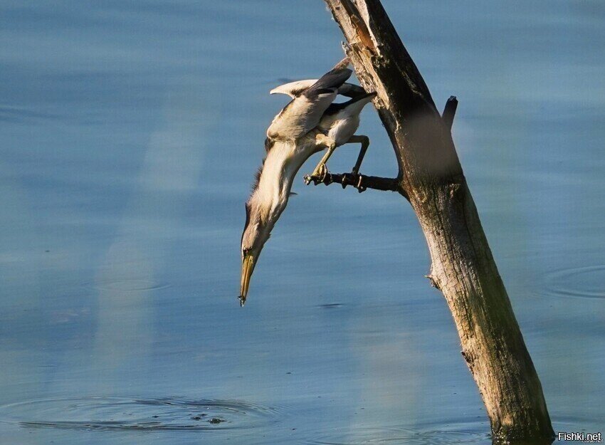 Приманивает