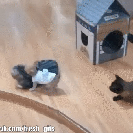 - Шо, какая собака