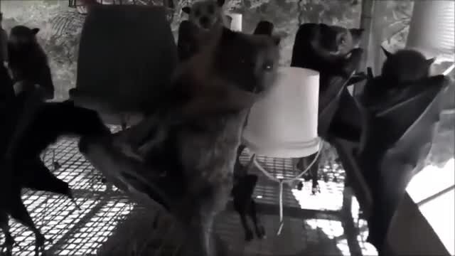 Вампирская тусовка 