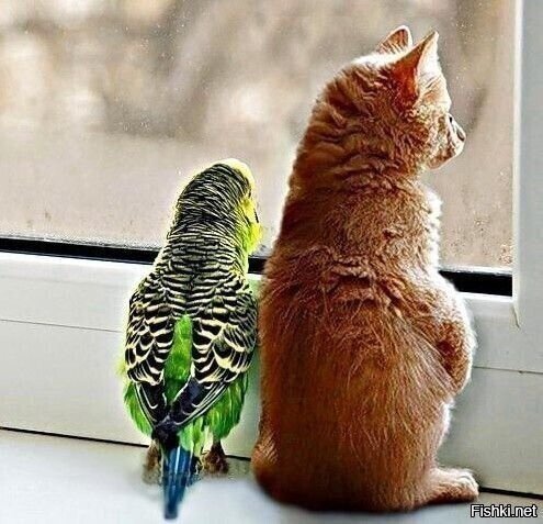 - Сосиски тащщит