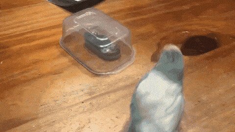 какое жестокое самоубийство