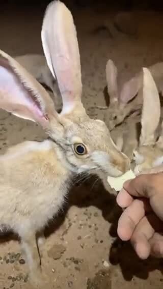 Что у них с глазами