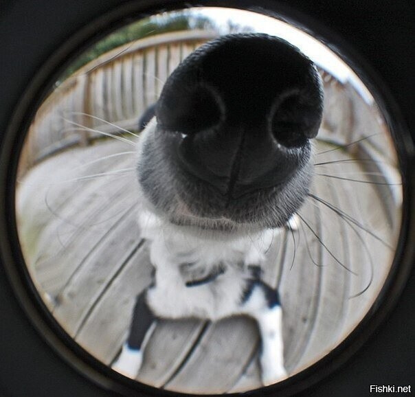 - Дай нюхнуть