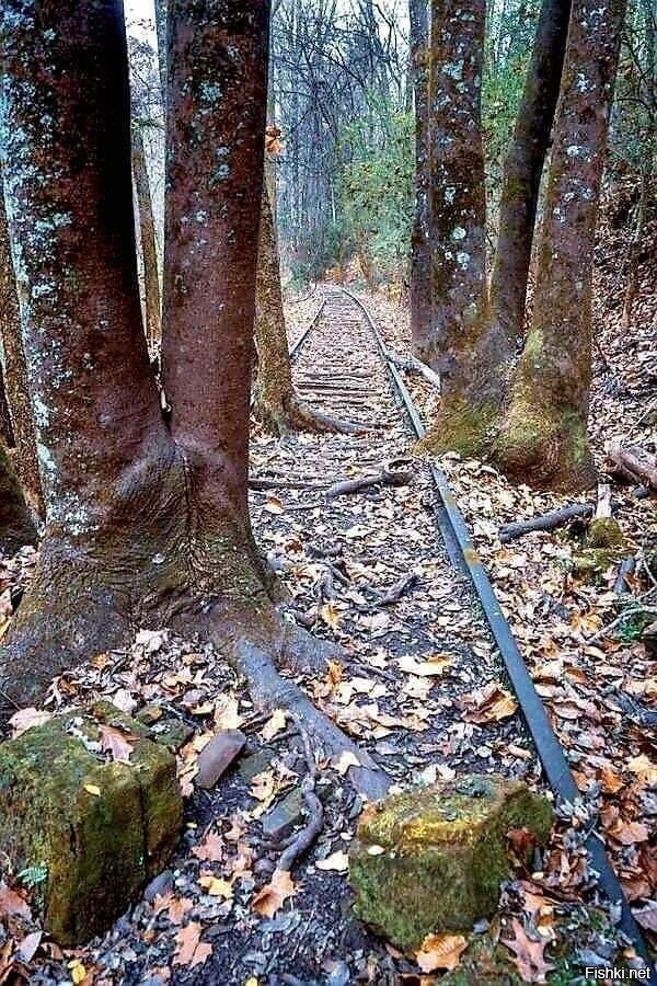 Забытая дорога