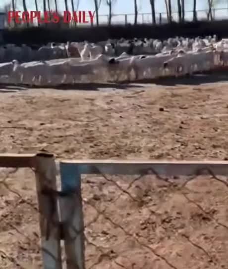 Стадо овец во Внутренней Монголии ходит по кругу уже более 10 дней подряд, и ...