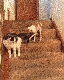 - У вас собачка сломалась