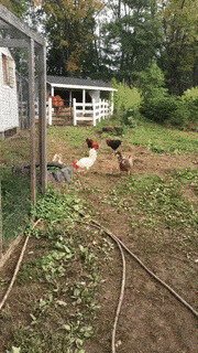 - А ну ша, тихо