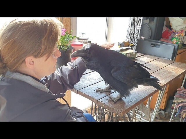 История говорящего ворона