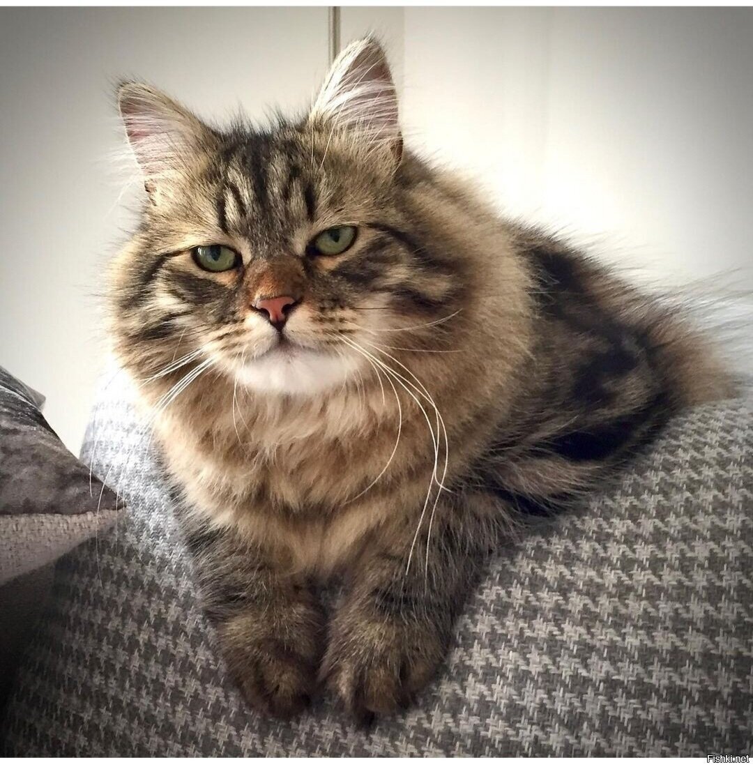 Доброе утро