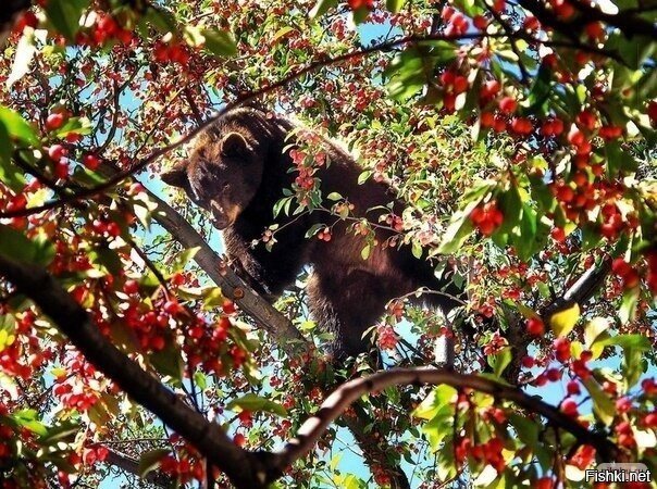 Медведь в яблоках