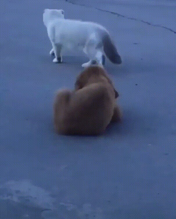 Скрытое наблюдение