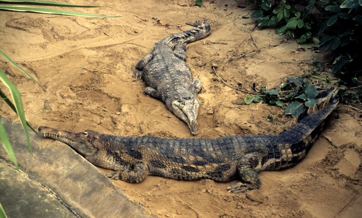 Гавиаловый крокодил: Не гавиал и не совсем крокодил. Исчезающий монстр, чью тайну разгадывали 120 лет