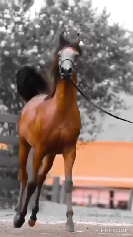 Арабская лошадь