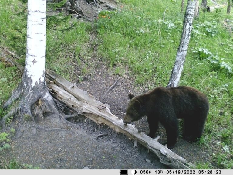 Лесное кафе: фото хищных зверей, которых заинтересовала рассыпанная соль